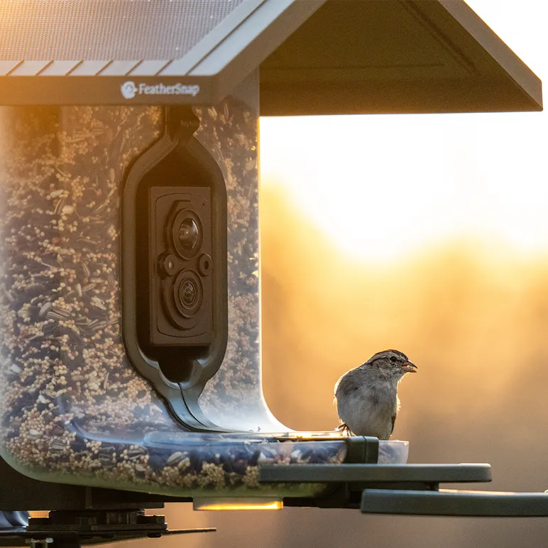 Feather Snap Scout Bird Feeder