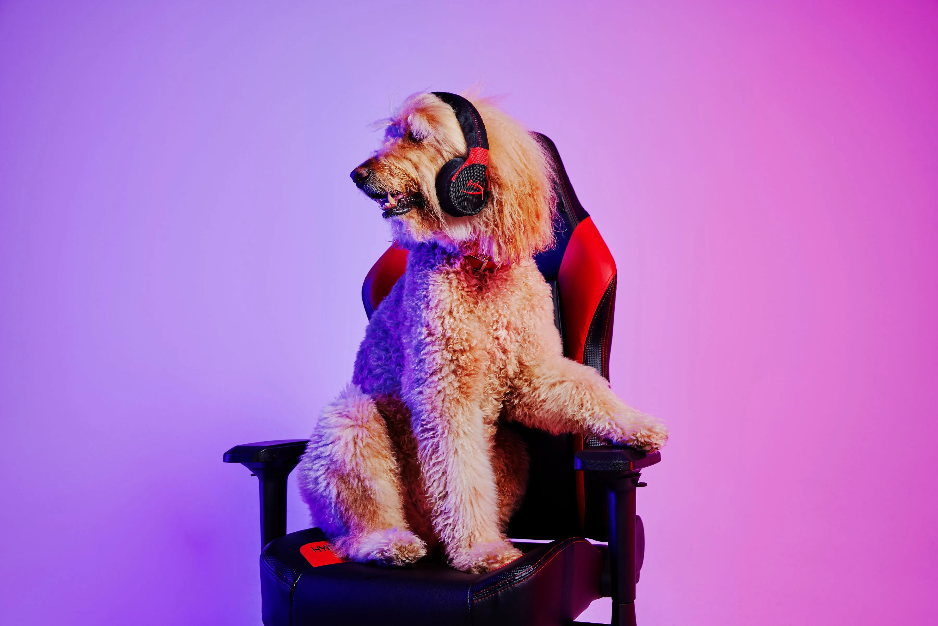 P.L.A.Y.  x  HyperX Squeaky Plush Dog toys, Cloud Arfa Gaming Headset